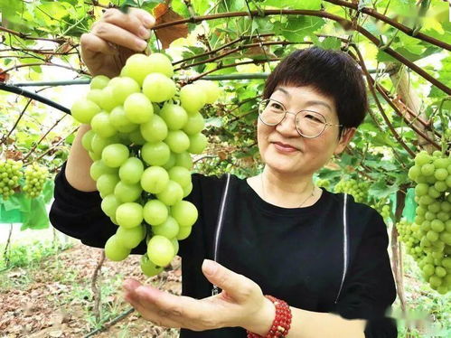 襄州培優培厚農業土壤，推進農業高質量發展助力谷物銷售提升